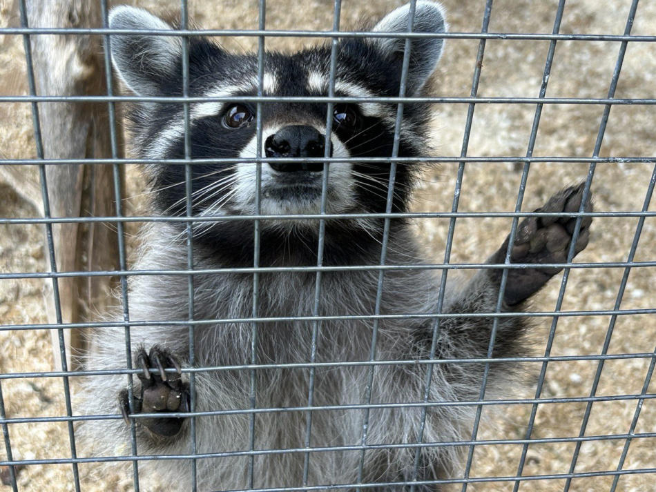В Москве арестовали рецидивиста за кражу и садизм над животным